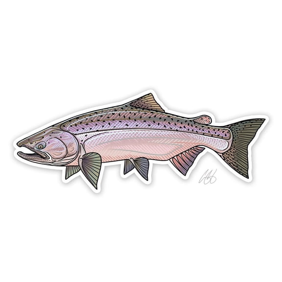CU Chinook Salmon Decal