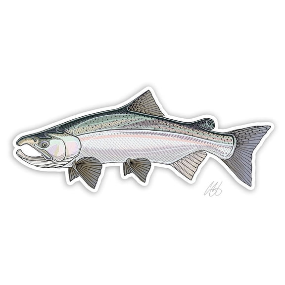 CU Coho Salmon Decal