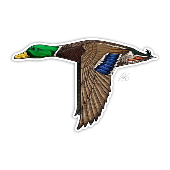 CU Mallard Decal