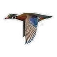 thumbnail image 1 of CU Wood Duck Decal, 1 of 1