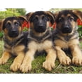 thumbnail image 1 of CVPuzzles German Shepherd Puppies 504 Piece Jigsaw Puzzle 16" X 20", 1 of 2