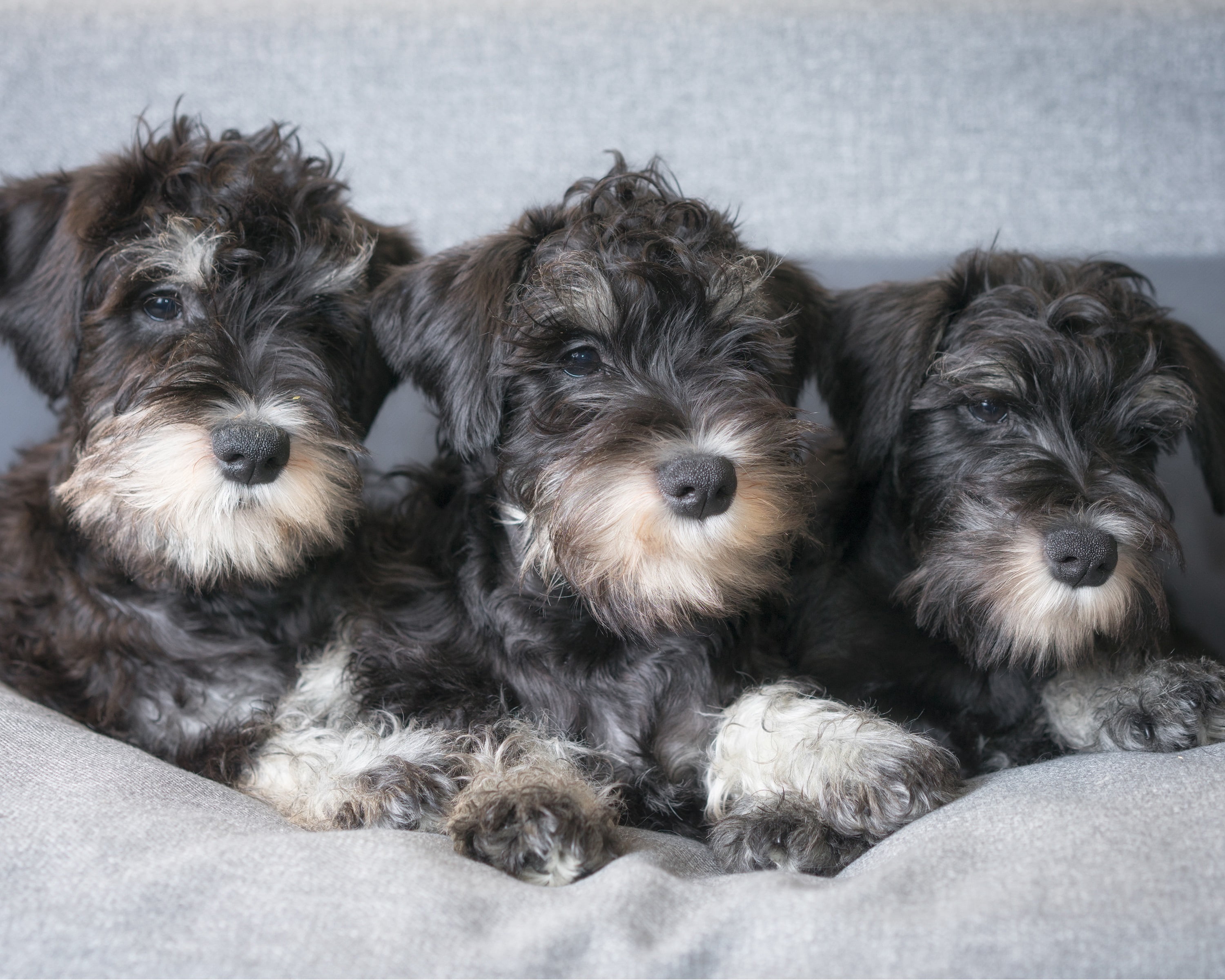 Teacup schnauzer top for sale