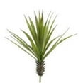 thumbnail image 1 of CY2012-GR 17 in. Mini Dessert Yucca Plant Green- Case of 12, 1 of 1