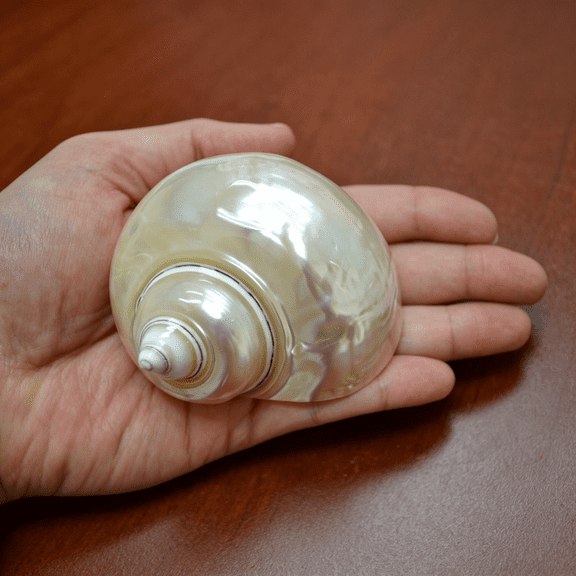 CYFW Pearl White Mother Of Pearl Jade Turbo Seashell Hermit Crab 3 1/2" - 4" hermit crab shells