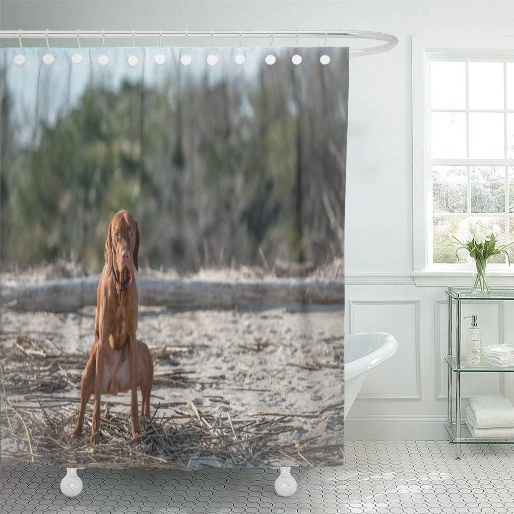 CYNLON Brown Poop Young Hungarian Vizsla Hound Dog Pooping at Bathroom ...