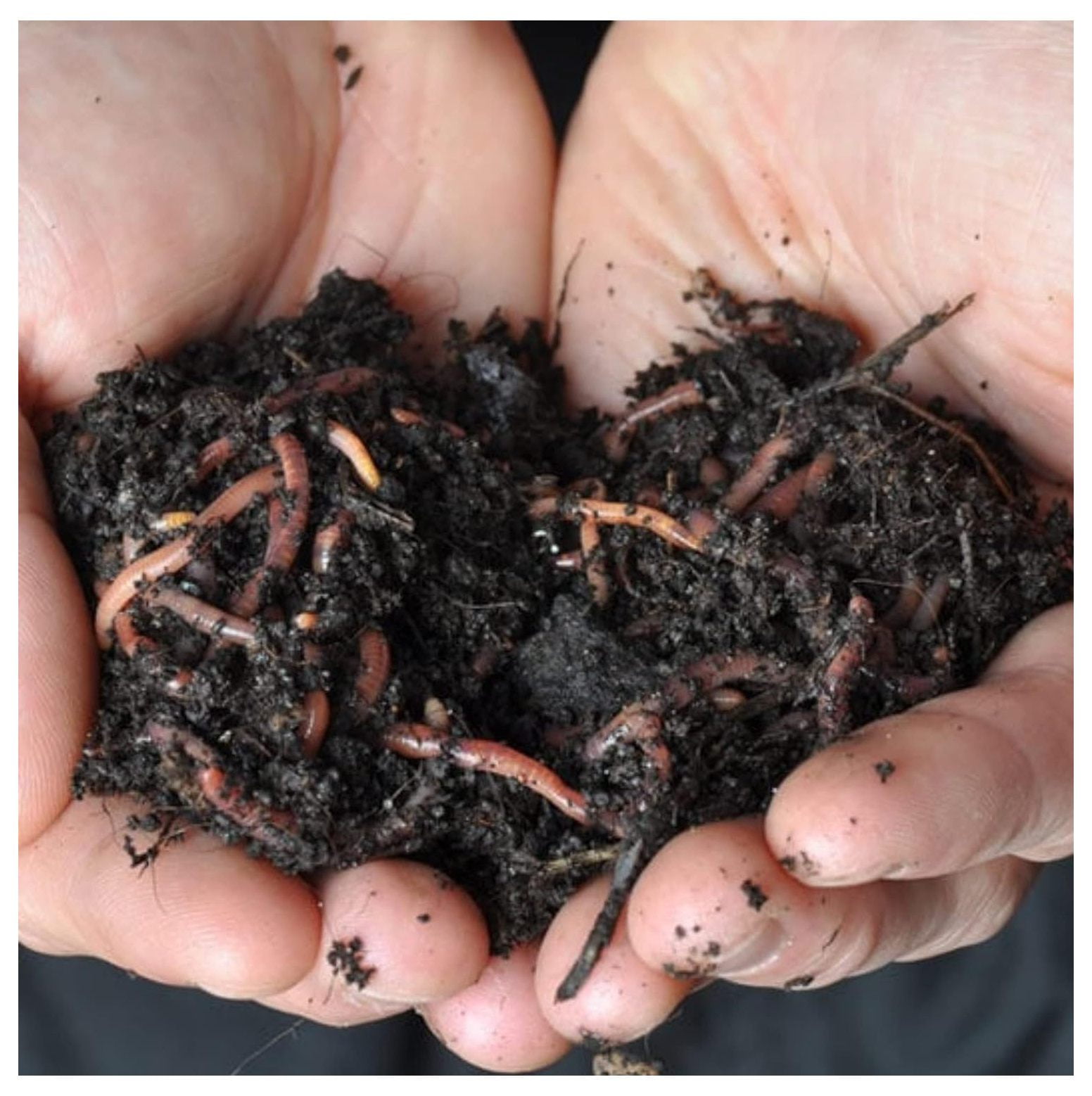 Cyquio 1000 Red Wigglers Composting Worms Perfect For Worm Composting With Guaranteed Live