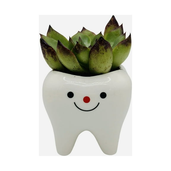 CZ Grain 1 Pot | 3 Inch | Small Succulent Ceramic Teeth Pot, Cute Home and Office Decor (Happy Face)