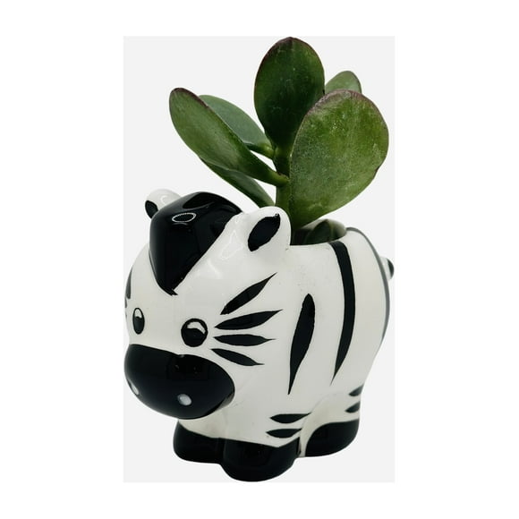 CZ Grain 1 Pot | 3 Inch | Small Succulent Plant Ceramic Animal Pot, Cute Home and Office Decor (Zebra)