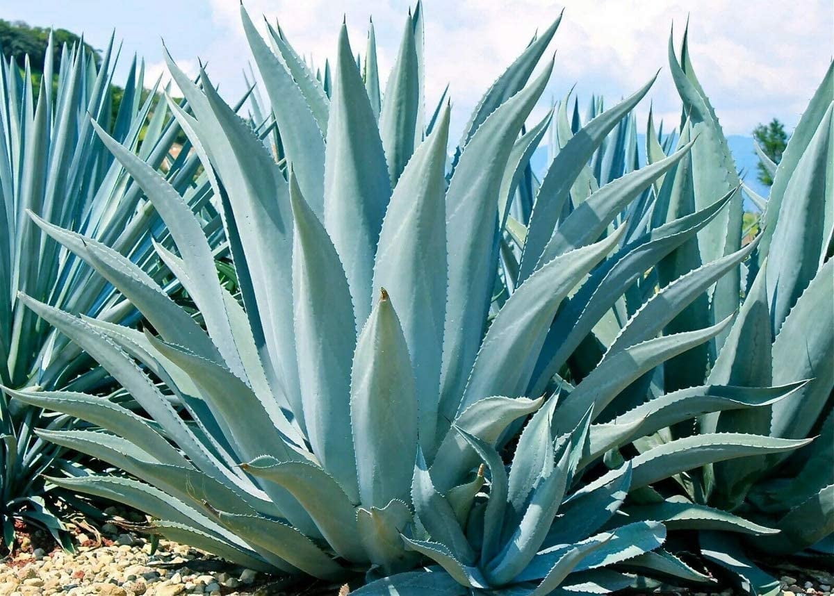 10 Agave Americana Seeds for Planting - Century Plant Succulent Seeds -  Walmart.com