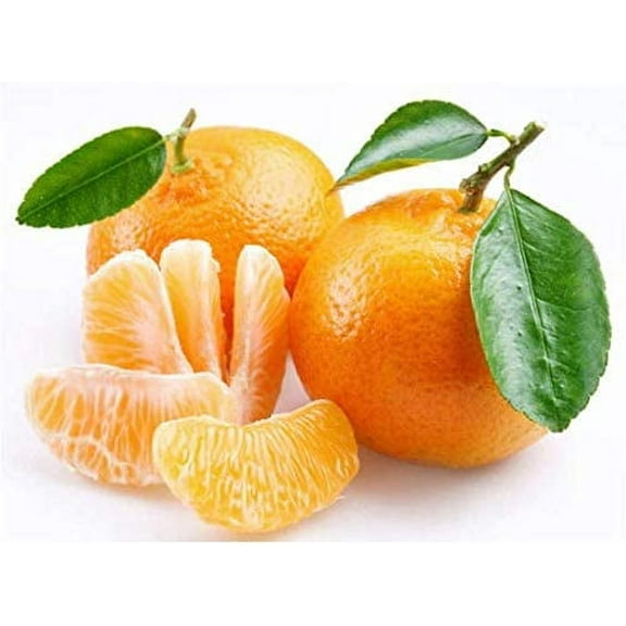 CZ Grain 10 Edible Fruit Orange Tree Plant Seeds