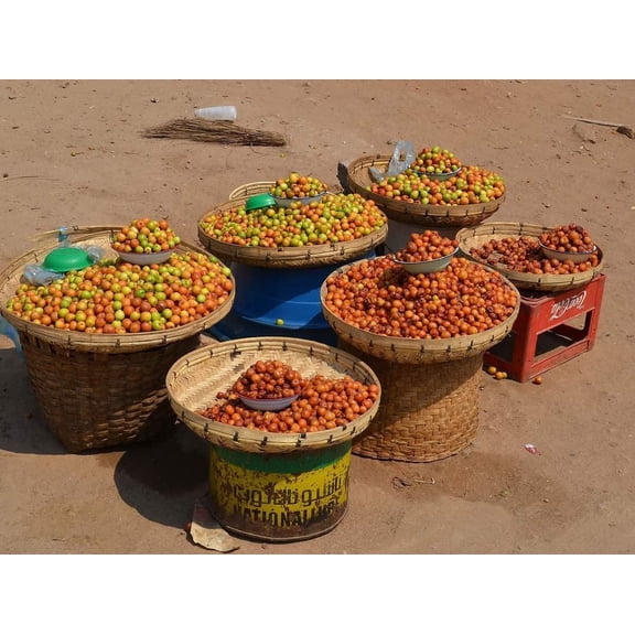 Indian Jujube Seeds for Planting - 10 Seeds - Ziziphus mauritiana, Chinese Date