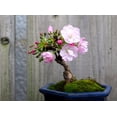 thumbnail image 1 of CZ Grain 10 Japanese Flowering Cherry Blossom Bonsai Plant Seeds, 1 of 2