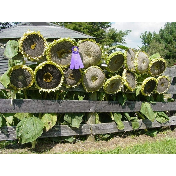 CZ Grain 10 Mongolian Giant Sunflower Plant Seed, 18+ in Flowers