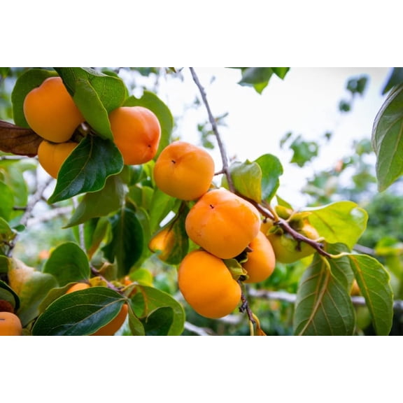 10 Persimmon Tree Seeds - Made in USA, Ships from Iowa - Popular Outdoor Tree or Bonsai