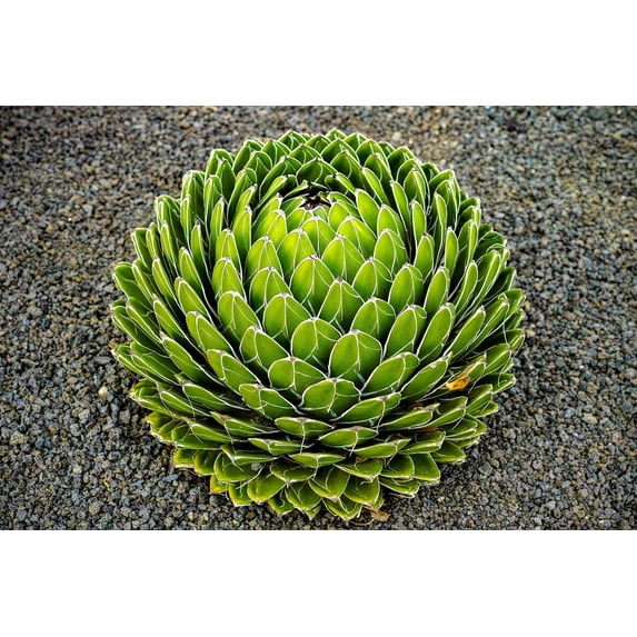 Queen Victoria Agave 10 Seeds Agave Victoriae Reginae Plant Seeds