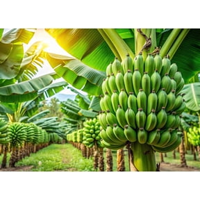Banana Seeds in Seed Gardening - Walmart.com
