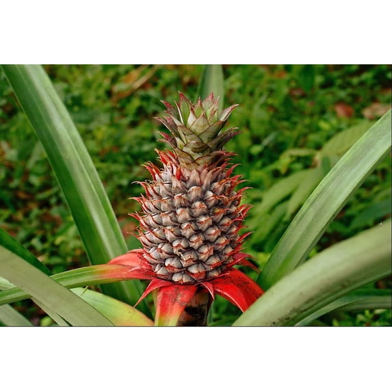 Wild Pineapple Seeds for Planting (10 Seeds) - Bromelia Pinguin