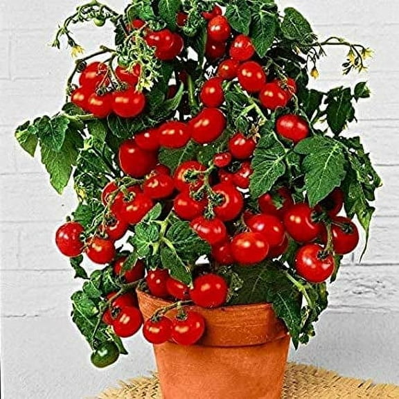 Dwarf Bush Cherry Tomato Seeds for Planting - 100+ Seeds - Amazing Taste - Great for Salads - Dwarf Fruit Seeds
