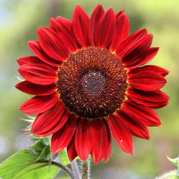 Sunflower Seeds for Planting (50 Seeds per Packet) - Easy to Grow a Diverse Sunflower Garden (Red Giant)