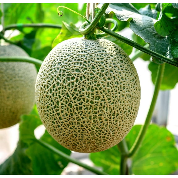 CZ Grain 100+ Hales Best Cantaloupe Plant Seeds, Easy to Grow