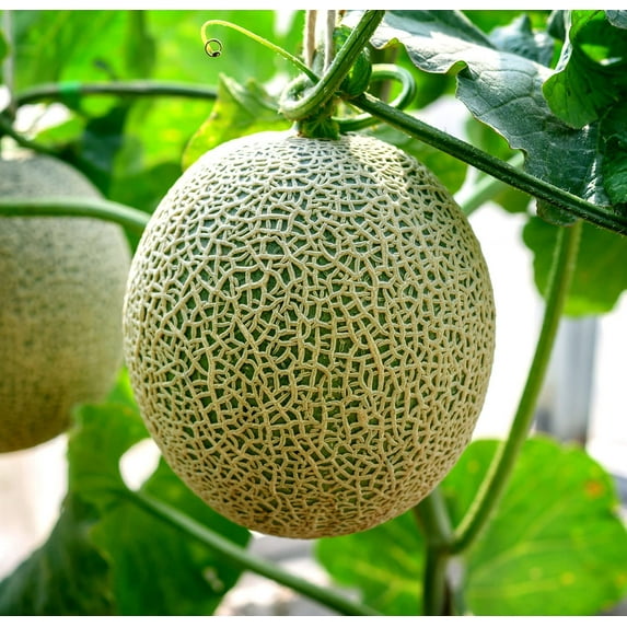 CZ Grain 100+ Hales Best Cantaloupe Plant Seeds, Easy to Grow