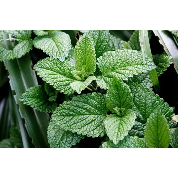 CZ Grain 100 Herb Peppermint Plant Seeds, Easy Growing