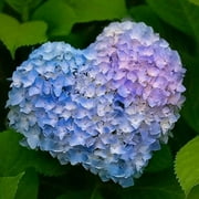 CZ Grain 100 Hydrangea Flower Seed, Easy to Grow