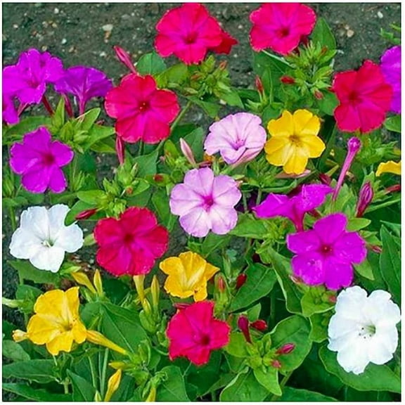 CZ Grain 100+ Mixed Four O'Clock Plant Seeds, Tender Perennial Pollinator Friendly