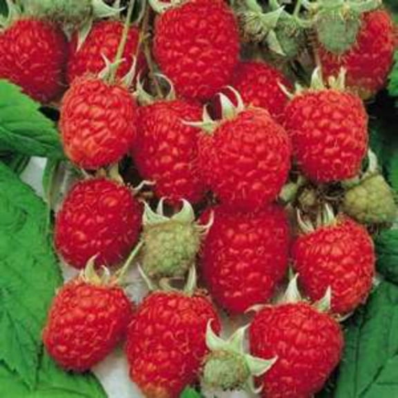 CZ Grain 100 Red Raspberry Bush Seeds, Sweet Jumbo Fruit