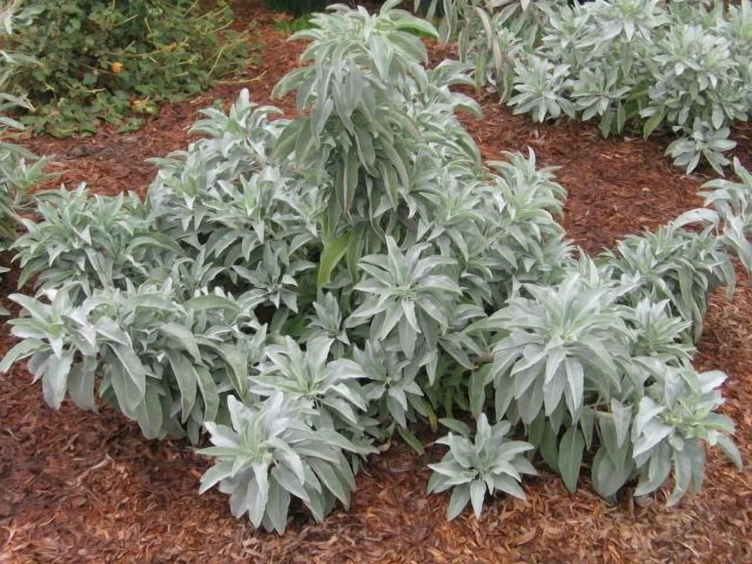 plants trellis Freyr Trellis