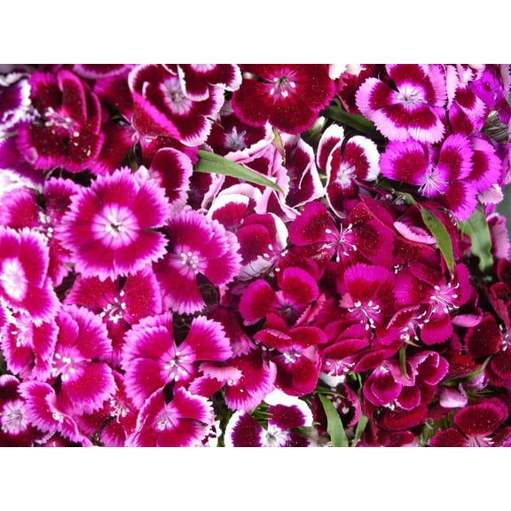 CZ Grain 1000+ Sweet William Flower Plant Seeds, Attract Insects