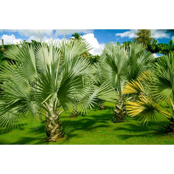 CZ Grain 15 Mexican Fan Palm Plant Seeds, Fast-Growing Ornamental Palm