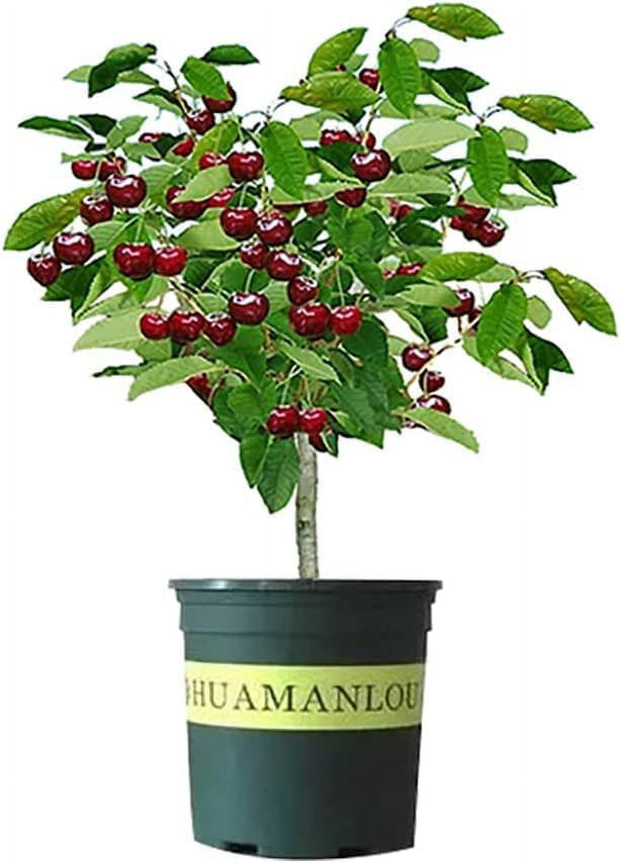 CZ Grain 17" Black Cherry Fruit Tree Live Plants in 4" Grower Pots (2 Count)