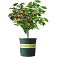 thumbnail image 1 of CZ Grain 17" Black Cherry Fruit Tree Live Plants in 4" Grower Pots (2 Count), 1 of 2