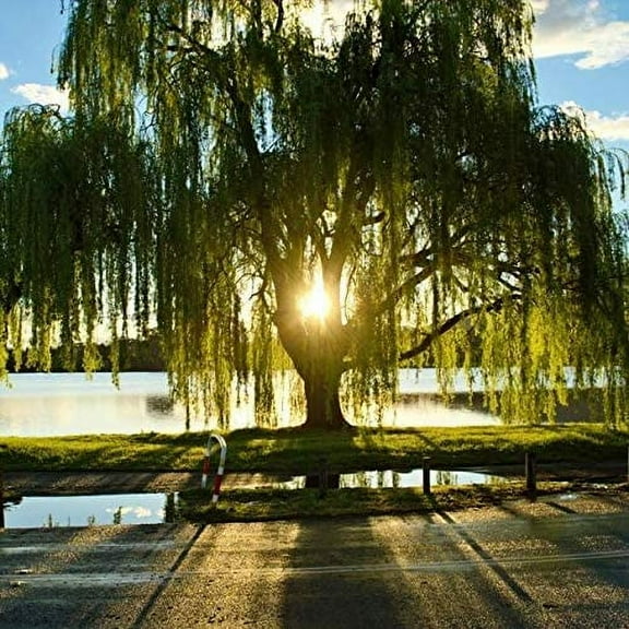 CZ Grain 2 Weeping Willow Live Trees, Fast Growing