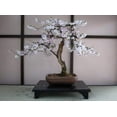 thumbnail image 1 of CZ Grain 20 Black Cherry Tree Plant Seeds, Fast Growing, Fruit Bearing, 1 of 2
