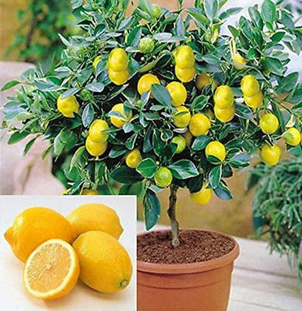 CZ Grain 20 Dwarf Lemon Bonsai Tree Plant Seeds, Edible Fruit