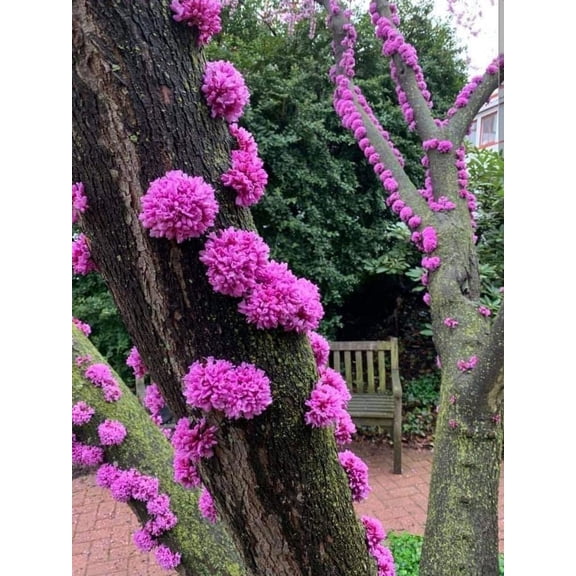 Judas Tree Seeds for Planting - 20 Seeds - Flowering Tree Prized for Yard, Garden or as Bonsai