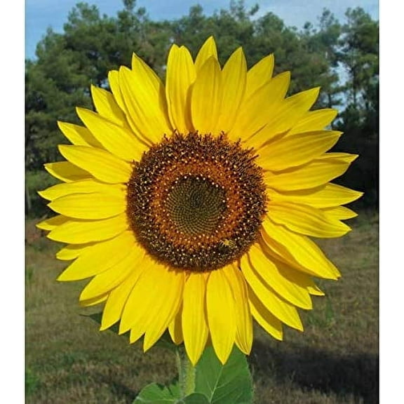 CZ Grain 20 Giant Yellow Sunflower Seeds, Huge Wide Flowers