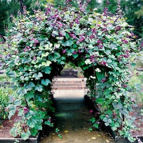 CZ Grain 20 Hyacinth Bean Vine Dolichos Lablab Plant Seeds