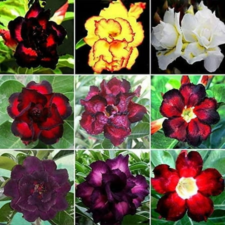 CZ Grain 20 Mixed Color Desert Rose Seeds, Exotic Bonsai Plant