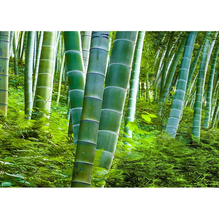 Cz Grain 200 Bamboo Plant Seeds, Exotic and Fast Growing