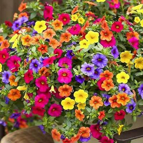 CZ Grain 200+ Mixed Color Petunia Flower Seeds, Non-GMO