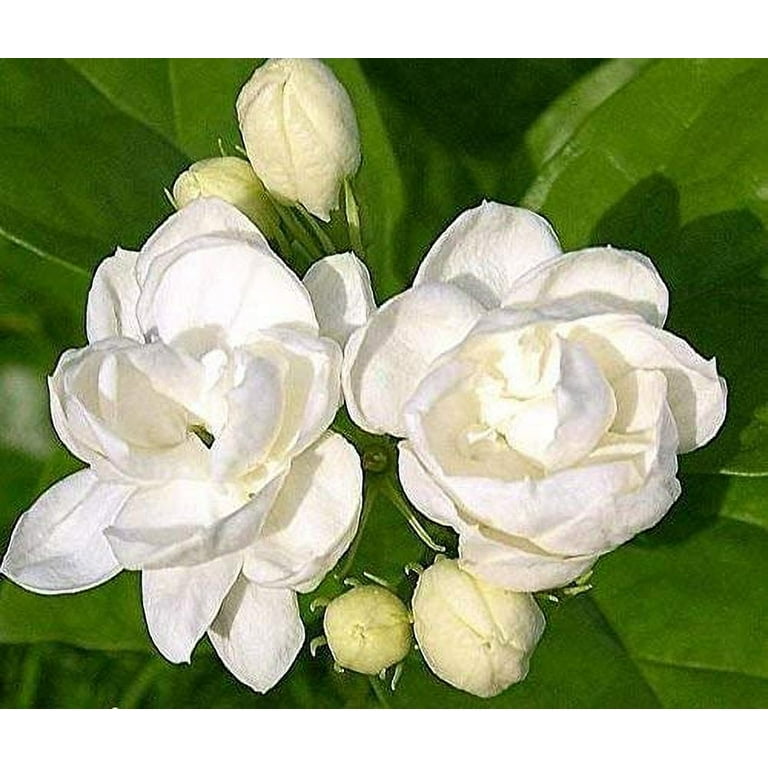 jasmine CZ Grain Jasmine Flower Seeds, Night Blooming, Tiny White Flowers