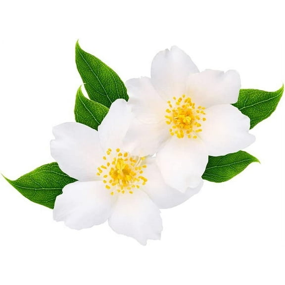 CZ Grain 25 White Jasmine Tree Plant Seeds, Easy to Grow