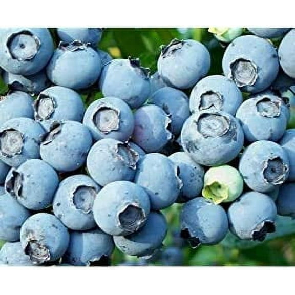 CZ Grain 250 Blueberry Plant Seed, Healthy and Viable