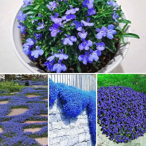 CZ Grain 250 Creeping Thyme Plant Seeds, Amazing Ground Cover, Aromatic Flowers (Blue)