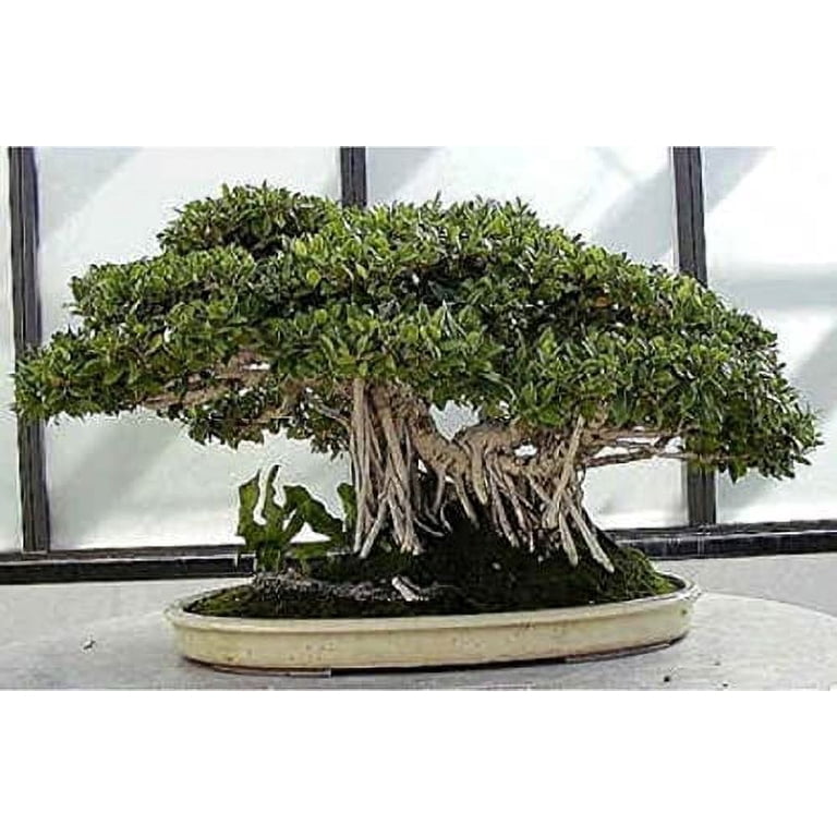 Cz Grain 30 Banyan Ficus Plant Seeds, Rare Bonsai Specimen