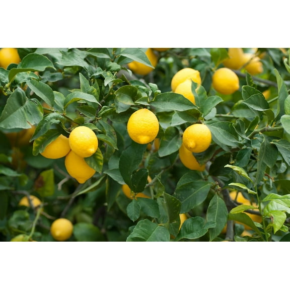 Dwarf Lemon Bonsai Tree Seeds for Planting - 30+ Seeds - Ships from Iowa, USA
