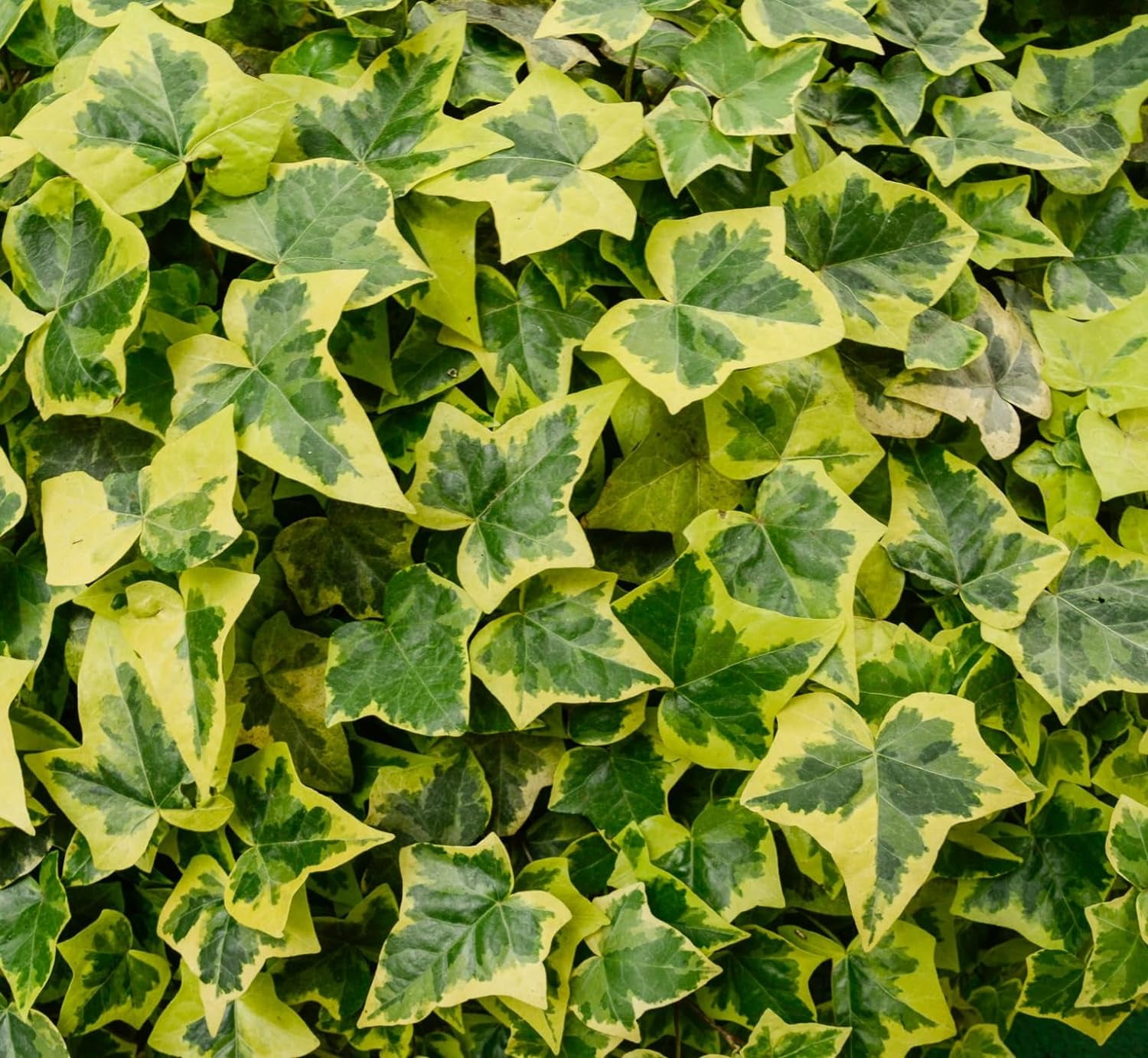 CZ Grain 30 English Ivy Plant Seeds, Easy to Grow - Walmart.com